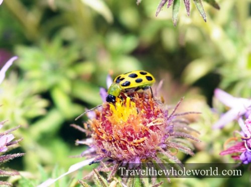Iowa Neal Smith Wildlife Beetle