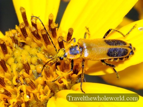 Iowa Neal Smith Wildlife Bug
