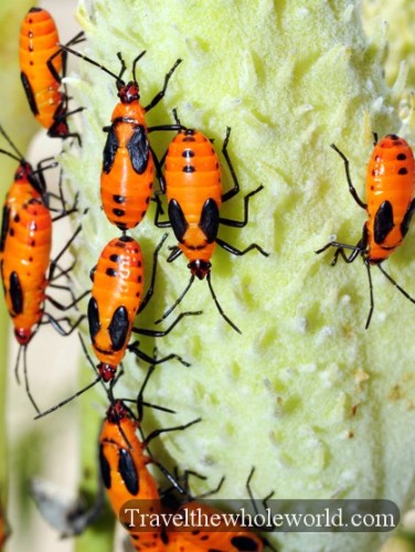 Iowa Neal Smith Wildlife Bugs