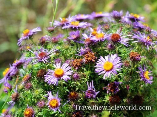 Iowa Neal Smith Wildlife Flowers