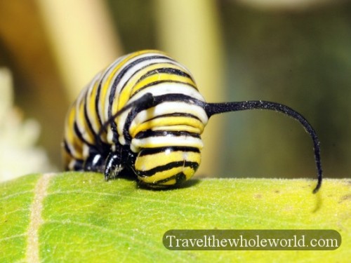 Monarch Caterpillar