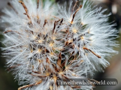 Iowa Neal Smith Wildlife Seeds