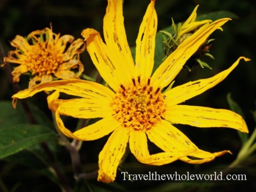 Iowa Neal Smith Wildlife Yellow Flower