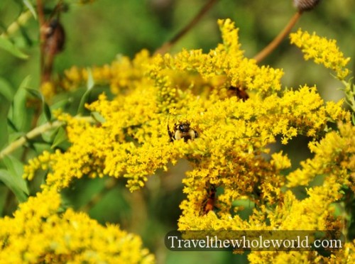Iowa Neal Smith Wildlife Yellow Flowers