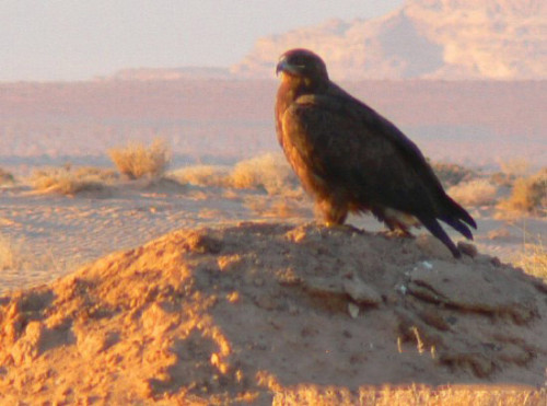 Jordan Hawk