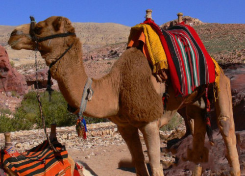 Jordan Petra Camel