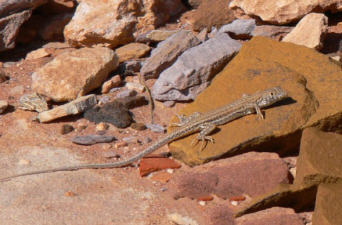 Jordan Petra Lizard