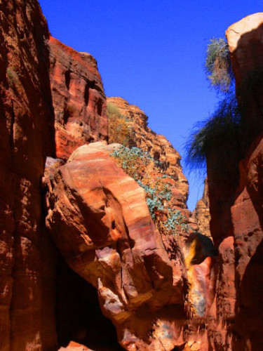 Jordan Petra Plant