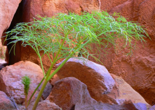 Jordan Petra Plant