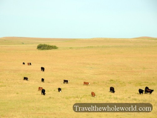 Kansas Cows