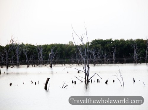 Kansas Lake Tree