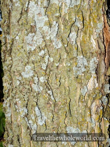 Kansas Tallgrass Prairie Bark