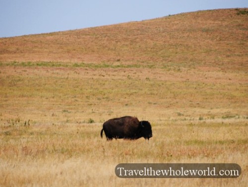 Kansas Bison