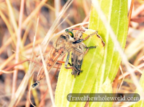 Dragonfly Eating Grasshopper 