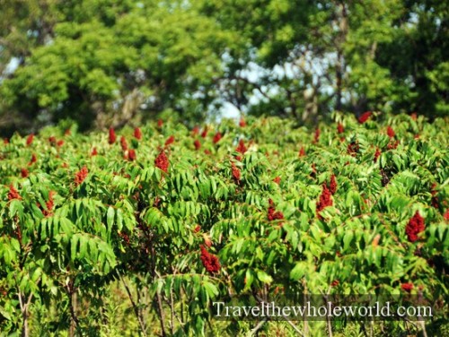 Kansas Tallgrass Prairie Plants