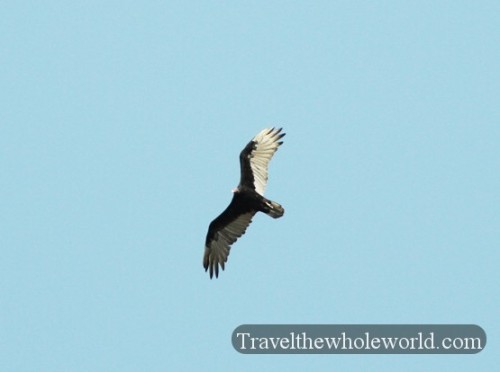Kansas Tallgrass Prairie Vulture
