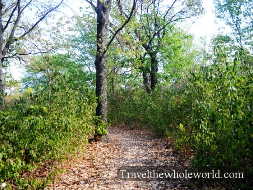 Kansas Tallgrass Prairie Woods