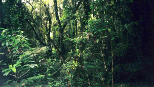 Kilimanjaro Rainforest