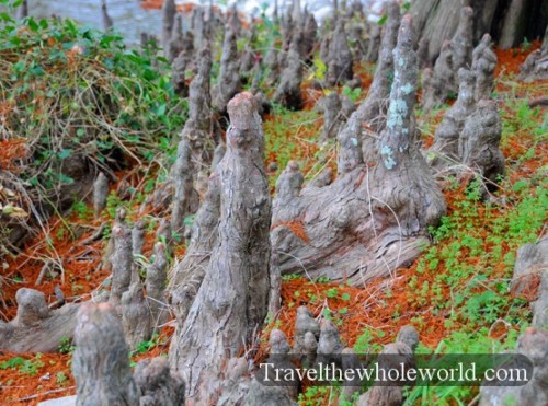 Louisiana Swamp Roots