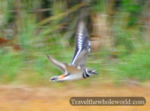Louisiana Wildlife Bird Small