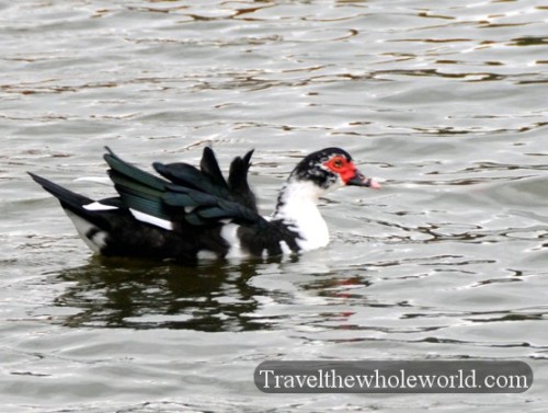 Louisiana Wildlife Duck