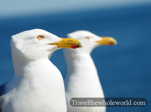 Maine-Acadia-Seagulls2