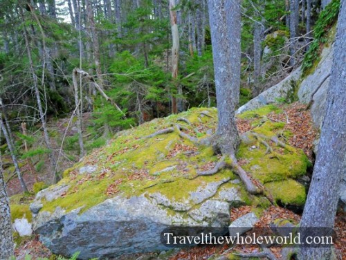Maine-Acadia-Tree-Rock