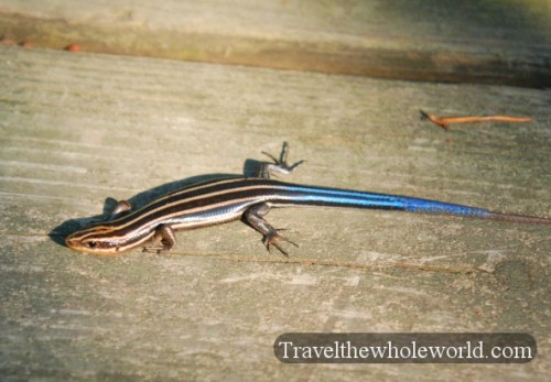 Maryland_Blue_Tailed_Skink