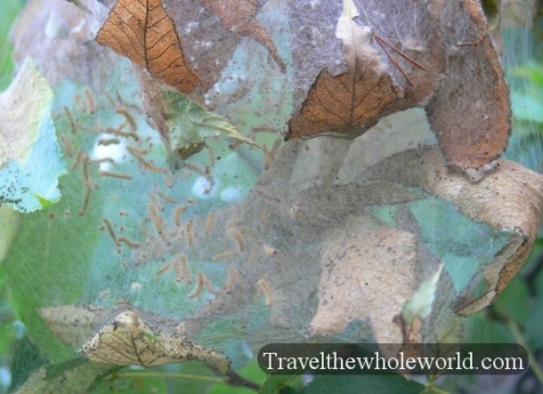 Maryland Great Falls Caterpillars