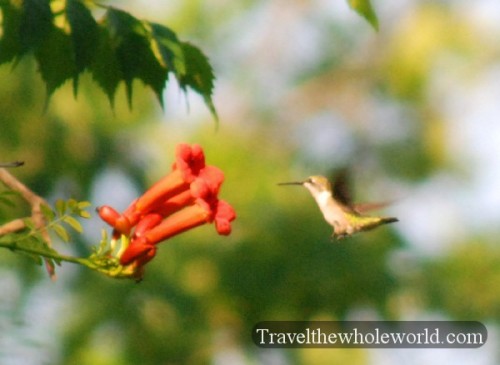 Maryland Great Falls Humming Bird