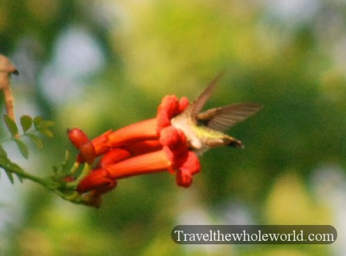 Maryland Great Falls Humming Bird