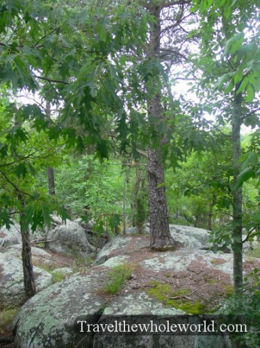 Maryland Great Falls Tree