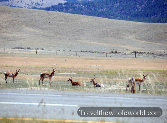 Pronghorn Pronghorn beside a highway in Montana
