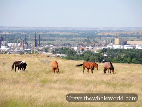 Montana Billings Horses