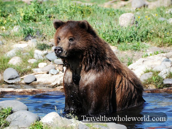Grizzly Encounter Young grizzly bear near Bozeman Montana
