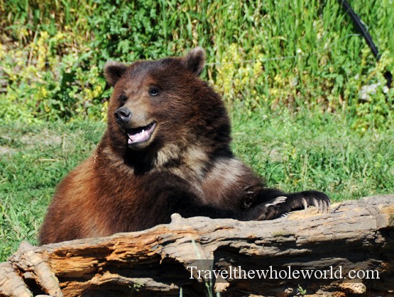 Grizzly Encounter Grizzly bear near Bozeman Montana