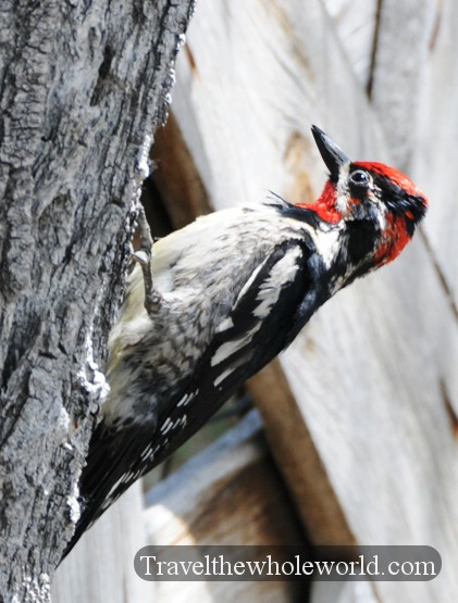 Woodpecker Woodpecker in Montana