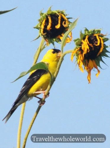 Nebraska Golden Finch