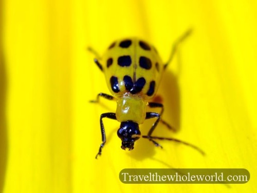 Nebraska Compass Flower Beetle