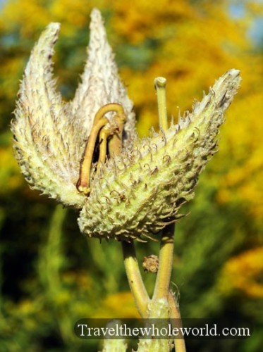 Nebraska Milkweed Pod
