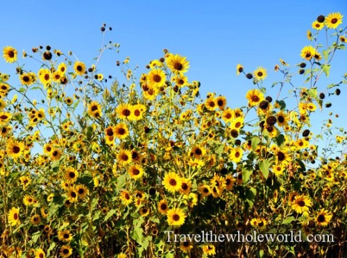Nebraska Yellow Flowers