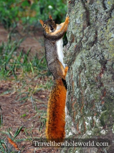 Nebraska Omaha Red Squirrel