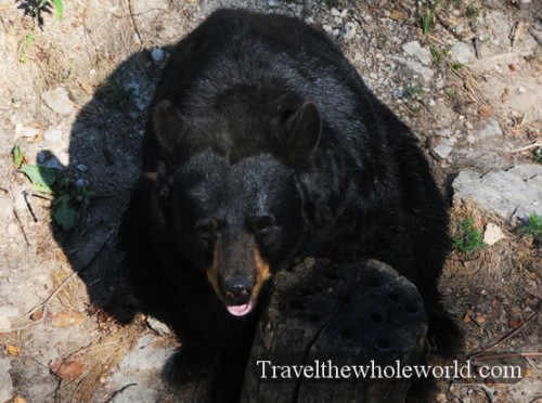 Nebraska Wildlife Safari Black Bear