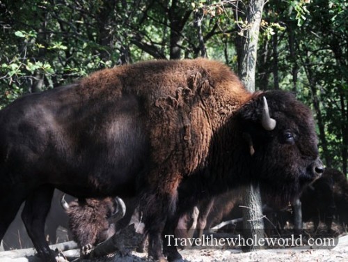 Nebraska Wildlife Safari Bison