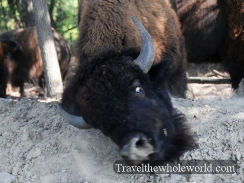 Nebraska Wildlife Safari Bison Scratching