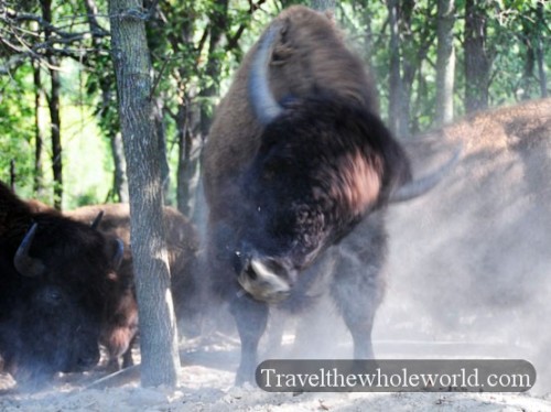 Nebraska Bison