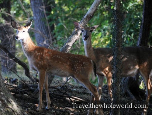 Nebraska Wildlife Safari Deer