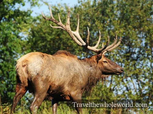 Nebraska Safari Elk
