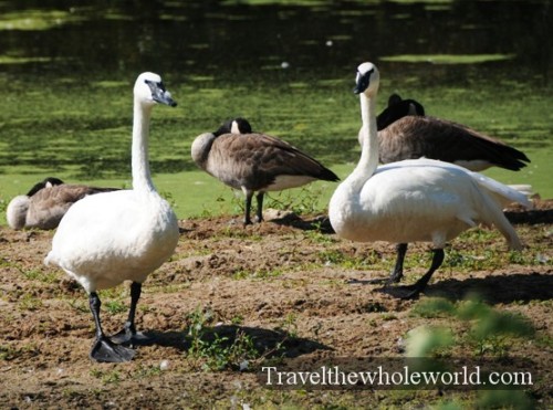 Nebraska Lee G. Simmons Conservation Park Geese