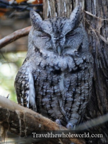 Nebraska Lee G. Simmons Conservation Park Owl